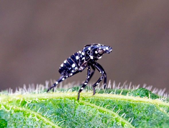 Tiny White Bug with Black Spots: Identification, Prevention, and Control