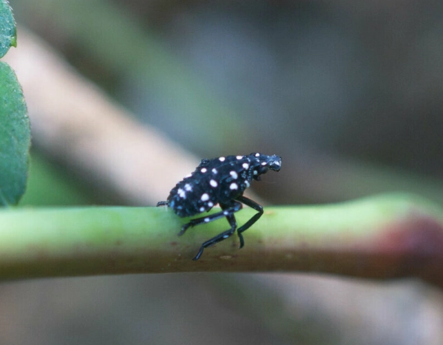 identify tiny white bugs