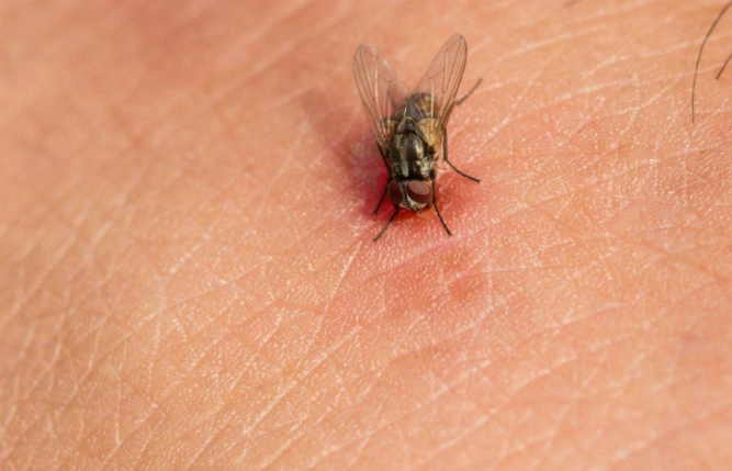 horsefly vs deer fly