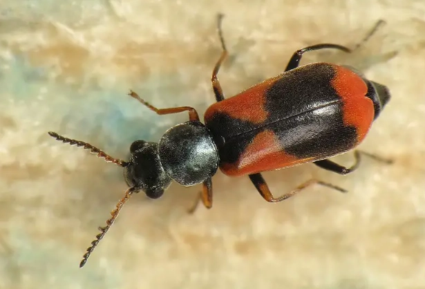 Black and Red Bugs: Identify, Prevent, and Control Common Species