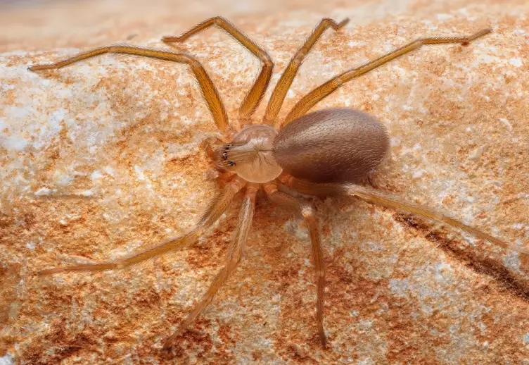 Identify a Brown Recluse Spider: Key Markings, Size & Lookalikes