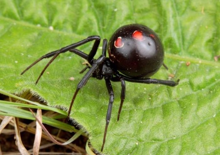 how to identify black widow