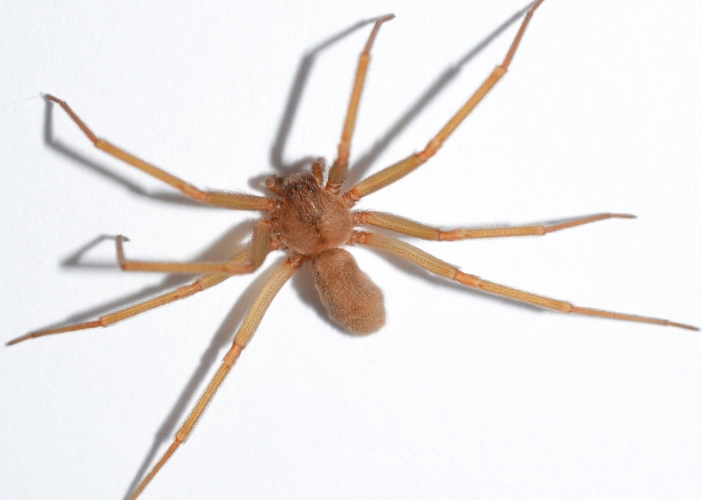 brown recluse violin marking