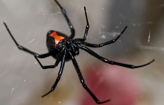 Financial Predators in Relationships: Identifying and Protecting Against Black Widows