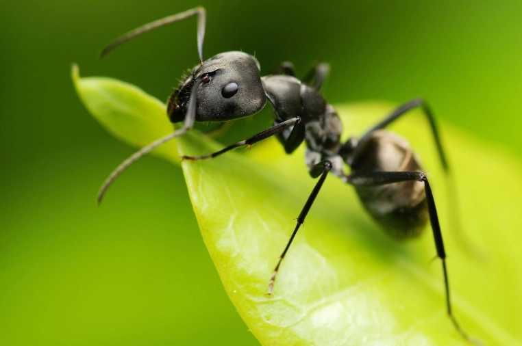 black ants vs carpenter ants