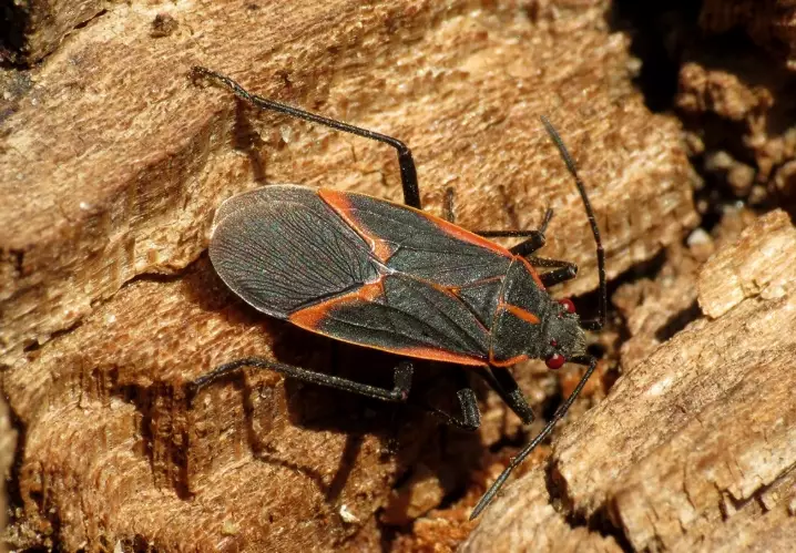 how to get rid of boxelder bugs