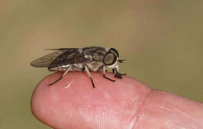 how to get rid of horseflies