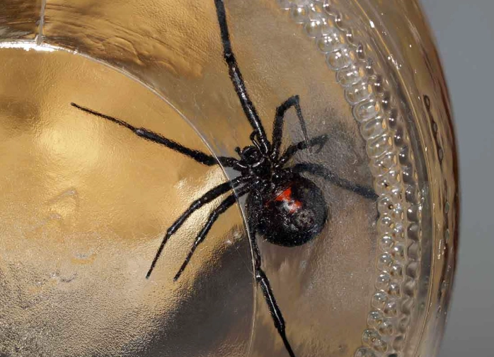 black widow spider bite