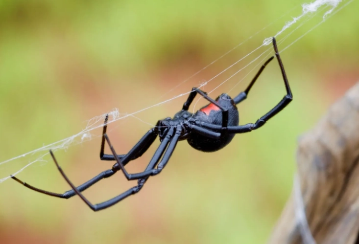 black widow spider removal