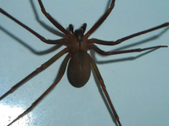 brown recluse violin marking