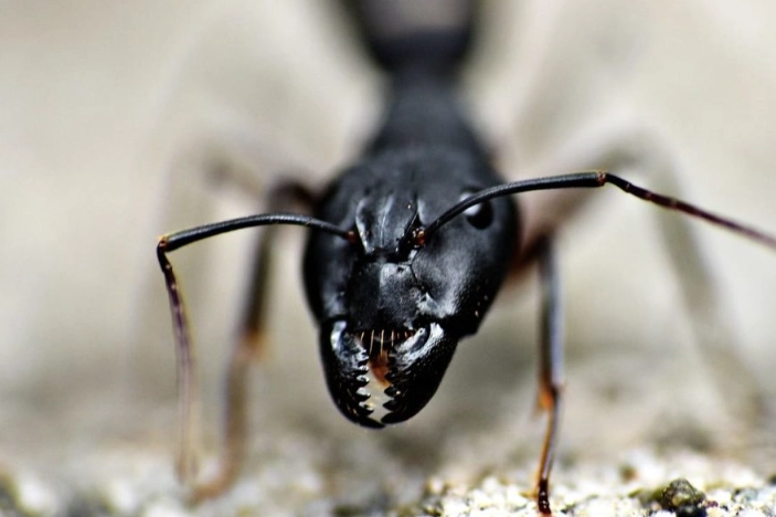 how to get rid of black ants