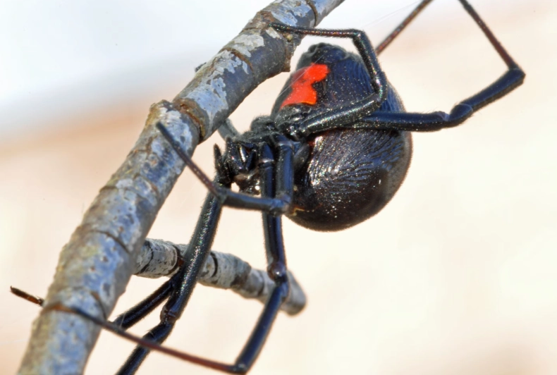 protecting assets from spouse