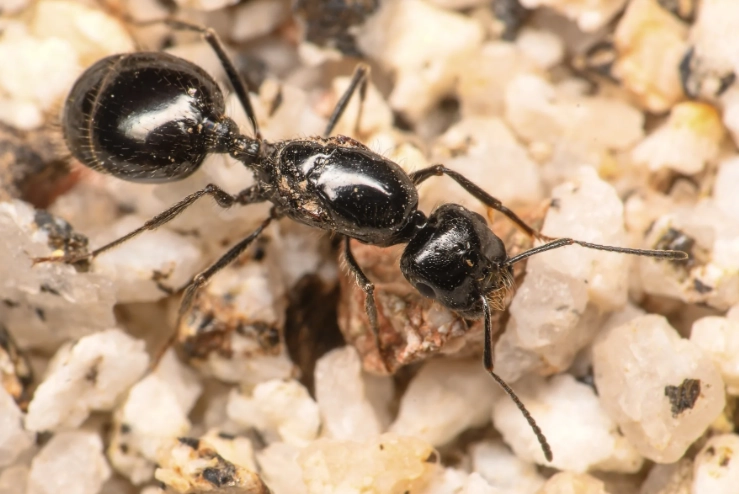 black ants in house