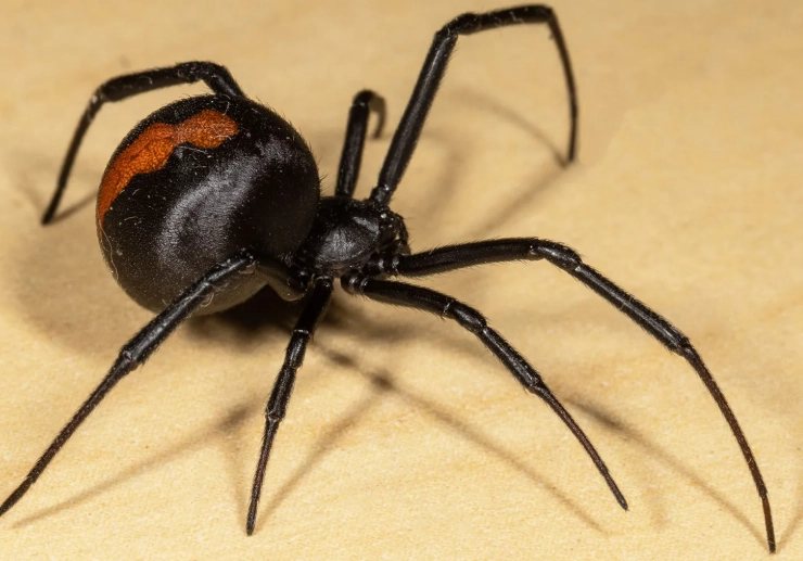 how to identify black widow