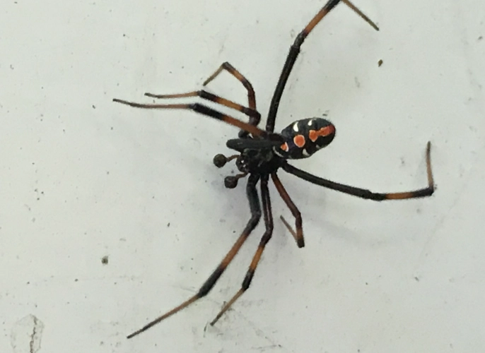 inheritance rights legal advice