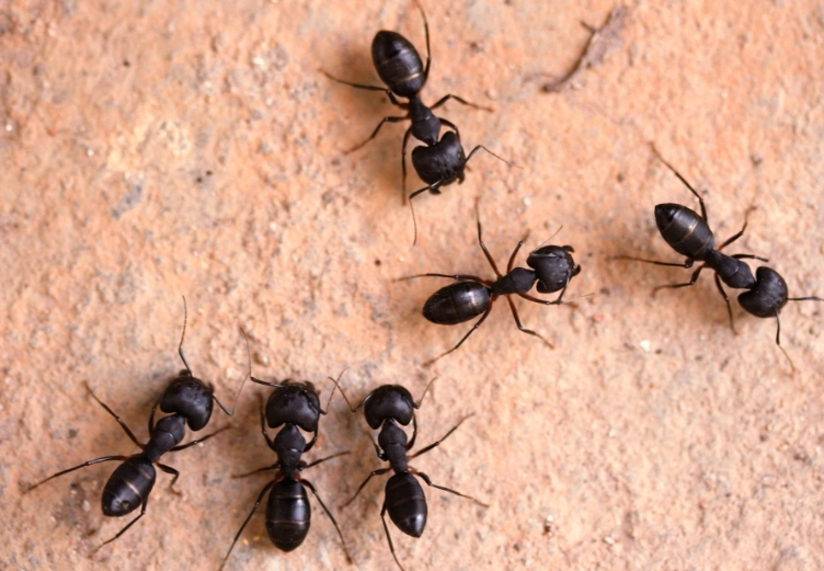 black ants vs carpenter ants