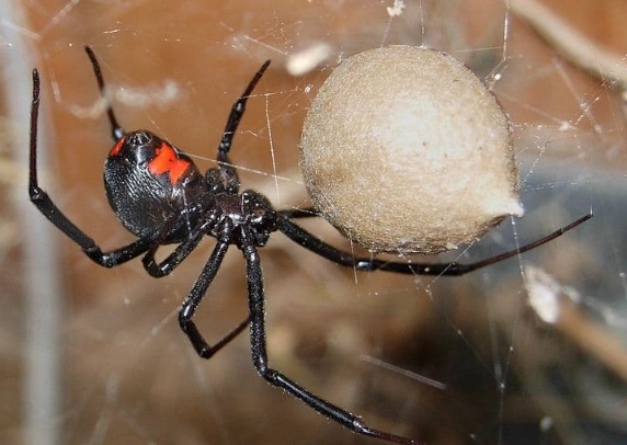 black widow spider bite