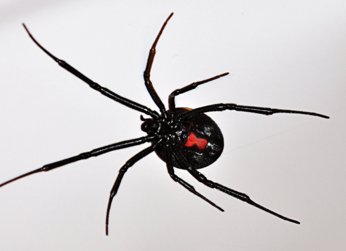 protecting assets from spouse