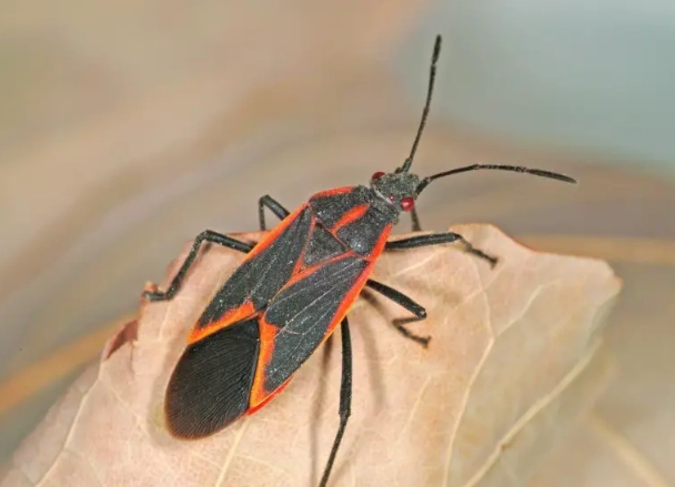 how to get rid of boxelder bugs