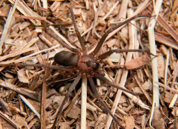 brown recluse violin marking