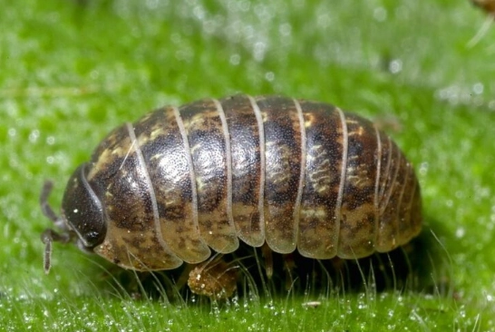 how to get rid of pill bugs