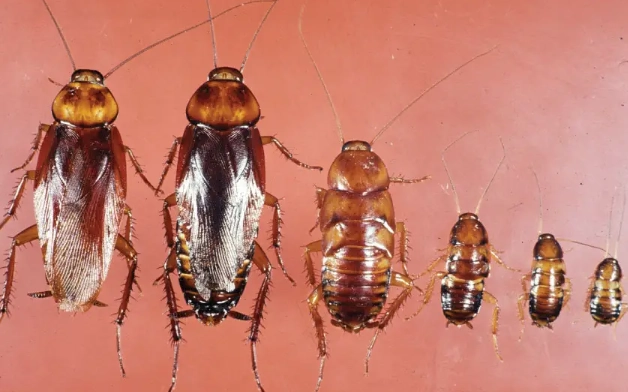 palmetto bug vs cockroach