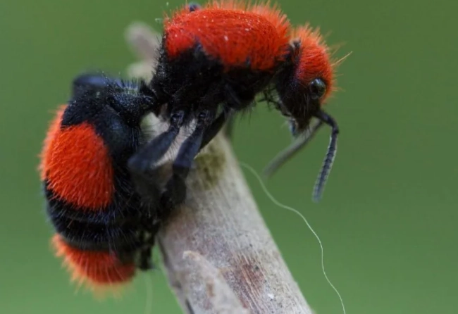 how to get rid of fuzzy ants