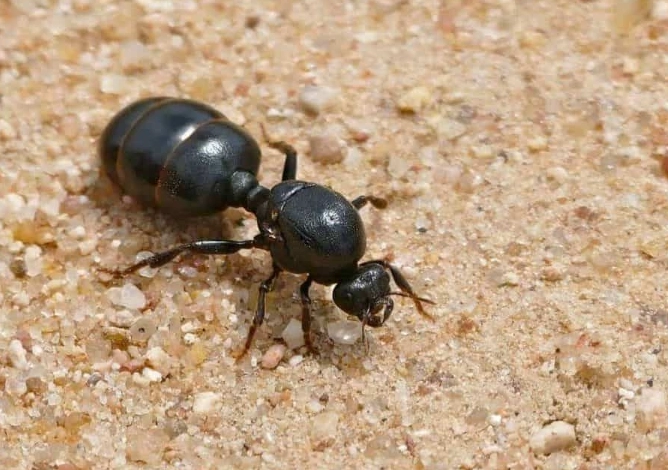 thief ants vs pharaoh ants
