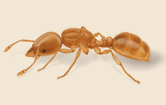 thief ants identification