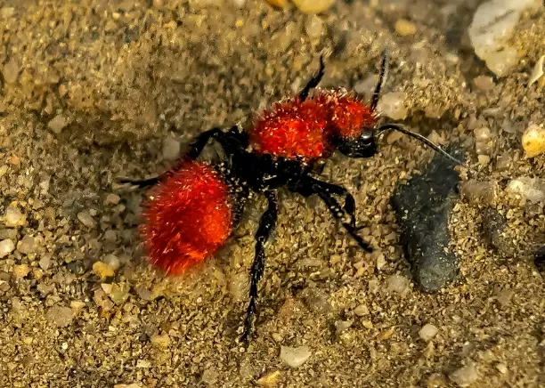 Red Fuzzy Ants: How to Identify, Prevent, and Eliminate Them