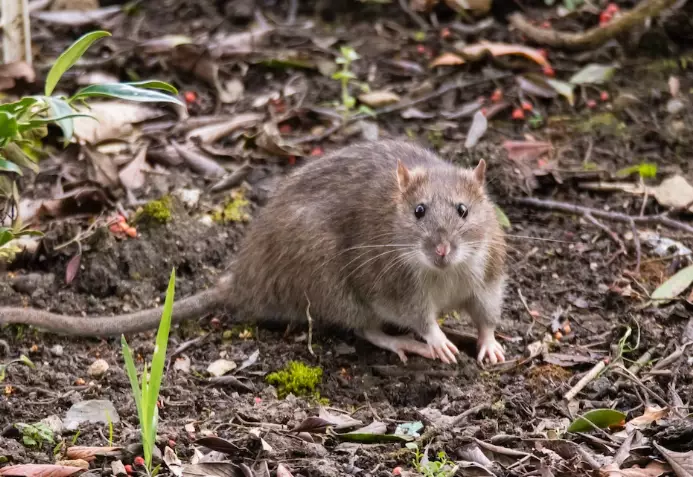 Complete Sewer Rat Control Guide: Identification, Prevention, and Removal