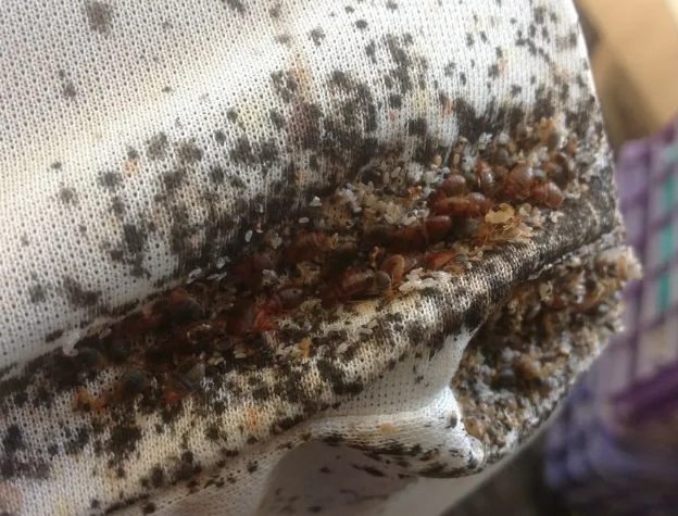 bed bug prevention tips