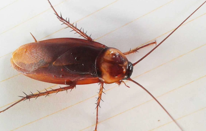 how to get rid of palmetto bugs