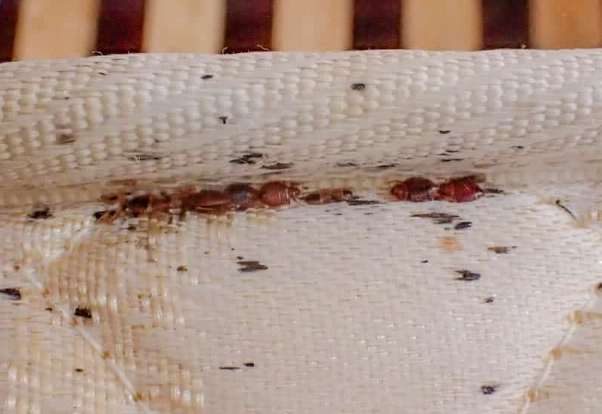 bed bug entry points