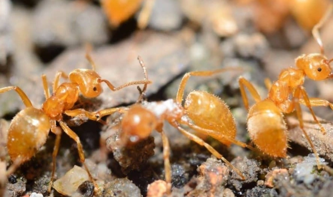 thief ants identification