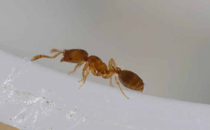 thief ants vs pharaoh ants