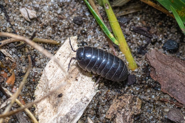 how to get rid of pill bugs