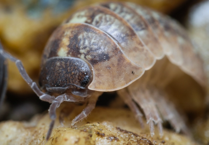 The Ultimate Guide to Rollie Pollie Insects: Your Backyard’s Unsung Heroes