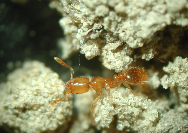 thief ants identification