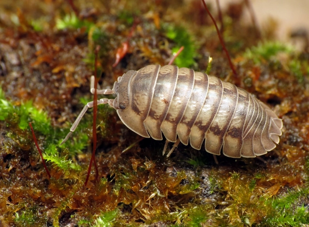 woodlouse control