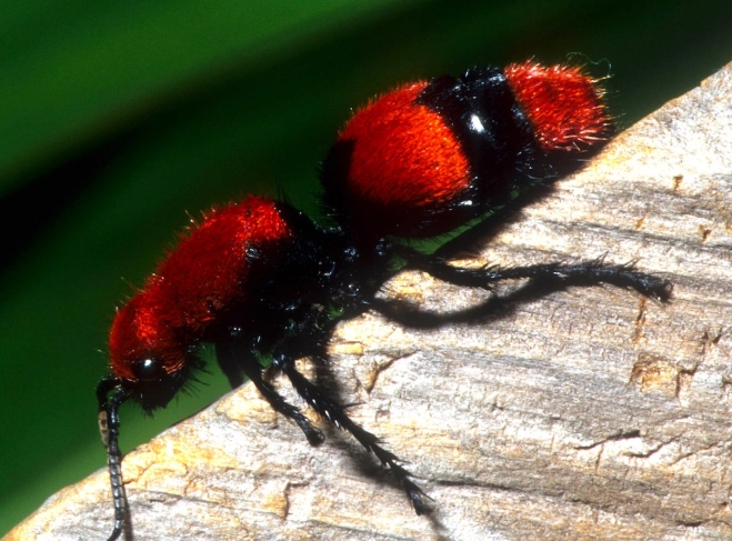 fuzzy ant identification