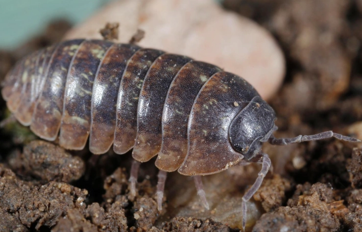 Pillbug Guide: Identification, Control, and Garden Benefits