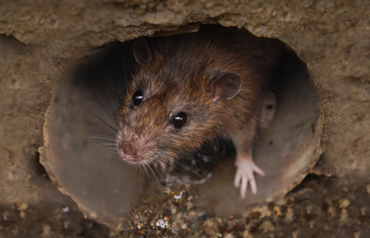 how to kill sewer rats