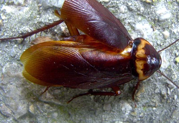 palmetto bug vs cockroach