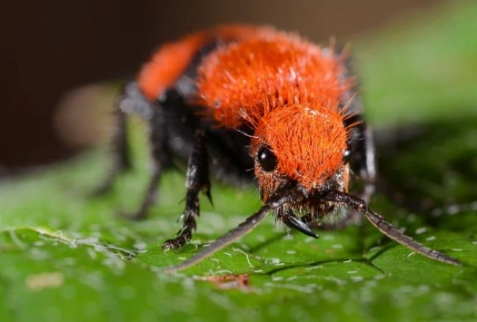 how to get rid of fuzzy ants