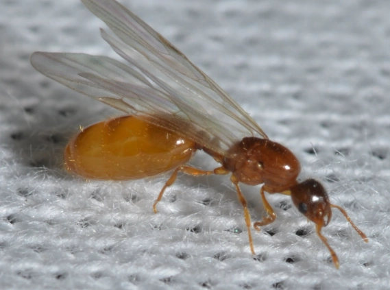 how to get rid of thief ants