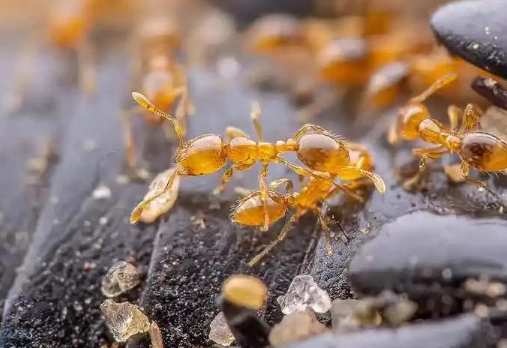 how to get rid of thief ants