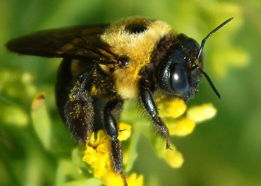 carpenter bee damage