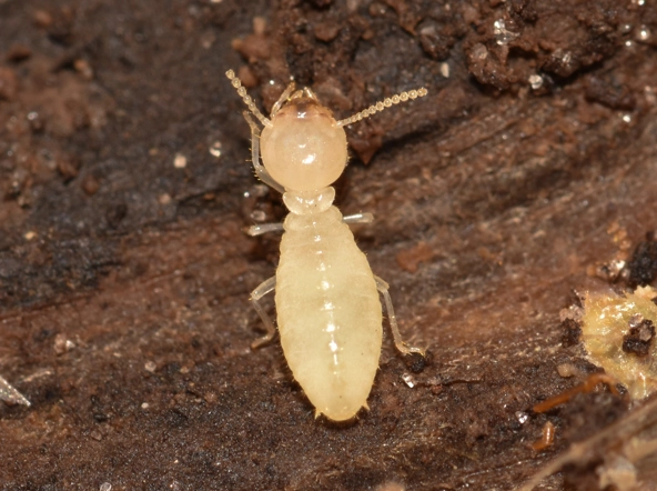 termite species