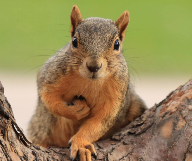 how to keep squirrels away